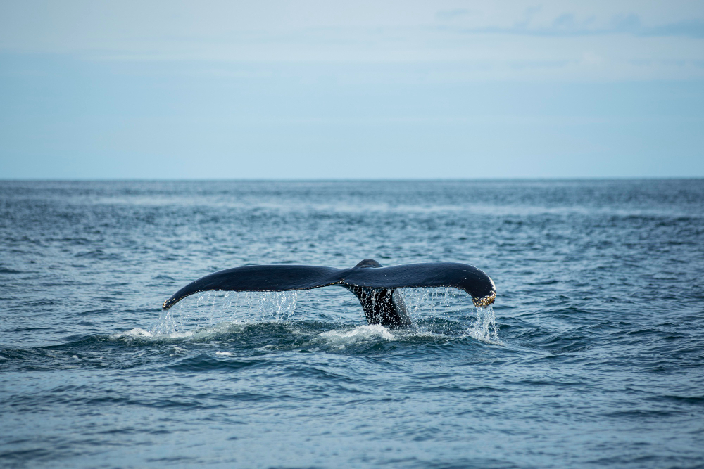 A whale's tail rises above ocean waters near Block Island, droplets falling as the vast sea and cloudy sky form a stunning backdrop.